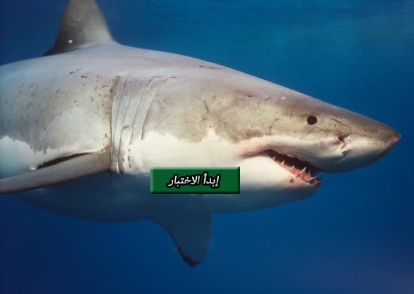 أي من الكائنات البحرية أنت ؟